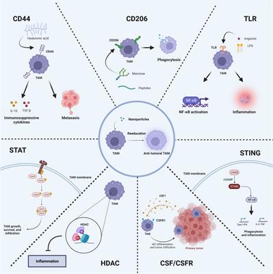 TAM-targeted reeducation for enhanced cancer immunotherapy: Mechanism and recent progress